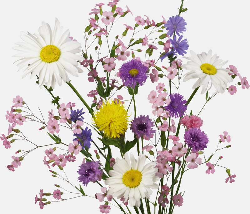 color, vulnerability, bouquet, backgrounds, summer, 1080P, flower Head, fragility, daisy, flower, beauty In Nature, plant, white background, leaf, close-up