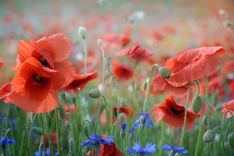 flowers, multi Colored, summer, klatschmohn, plant, meadow, photo, field, delicate flower, close up, blue, 4K, close-up, blütenmeer, inflorescence, pollen