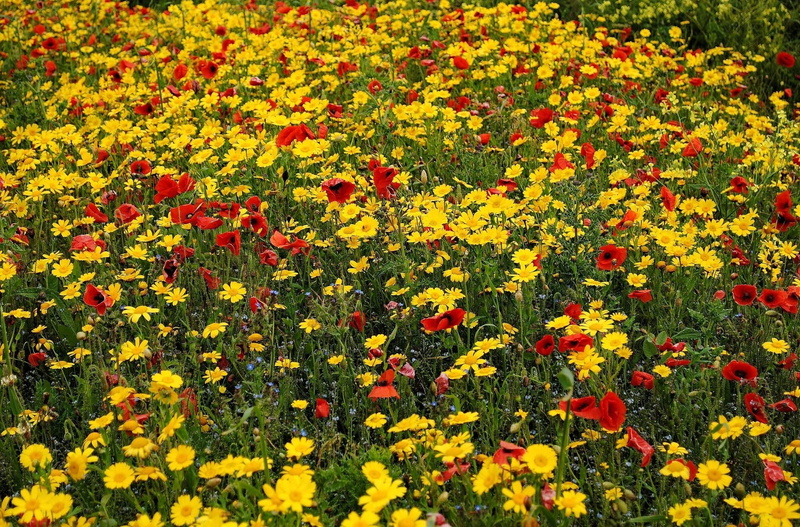 outdoors, flower Head, summer, meadow, field, abundance, 1080P, freshness, vibrant Color, flowering plant, colors, fragility, flowers, flowerbed, multi Colored