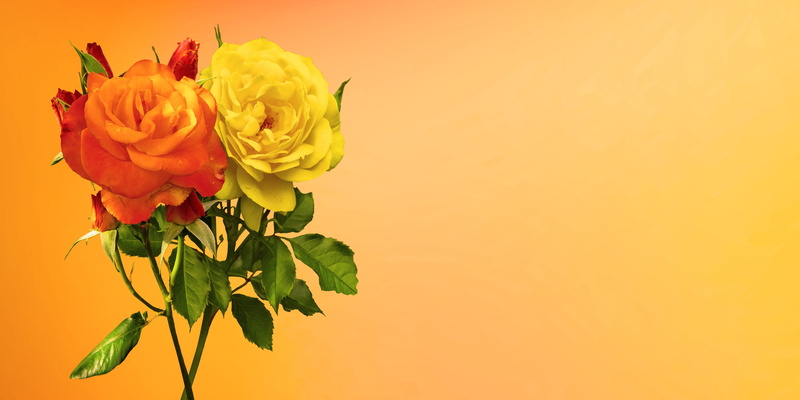 plant, fragility, no people, inflorescence, rose - flower, greeting card, leaf, positive emotion, freshness, petal, floral greeting, give, rose, valentines day