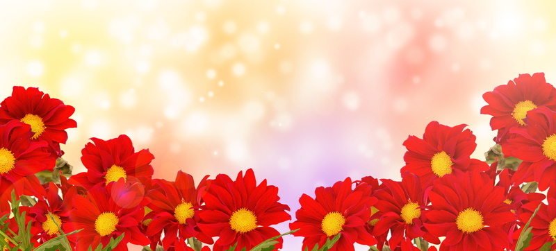 outdoor, red, daisy flower, garden, womens day, freshness, botany, outdoors, banner, card, macro, summer, blooming, color, spring, landscape, springtime