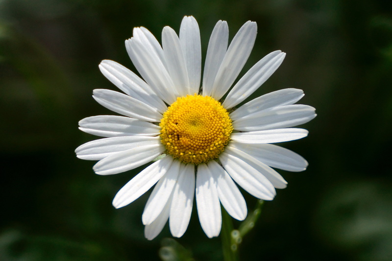 marguerite, beauty In Nature, yellow, petal, photography, close-up, 4K, white Daisy, flower, outdoors, nature, daisy, white, summer, samyang, plant, selective