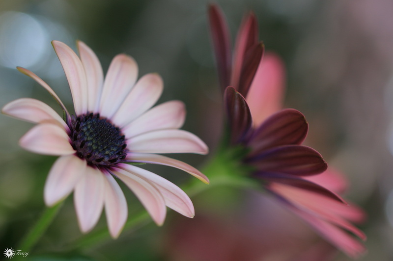 pollen, purple, flower head, flowerbed, nature, freshness, growth, no people, plant, petal, inflorescence, beauty in nature, 4K, osteospermum, outdoors