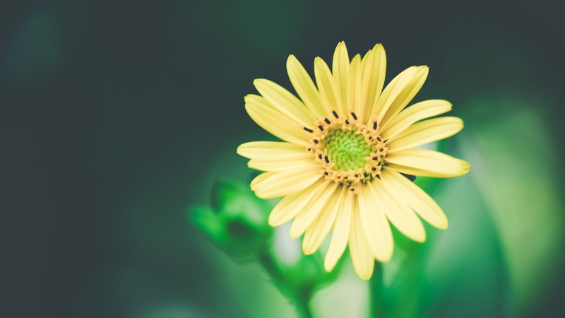 macro, selective, 5K, focus, 4k, yellow, photogra, marguerite, Daisies, flower, flowers