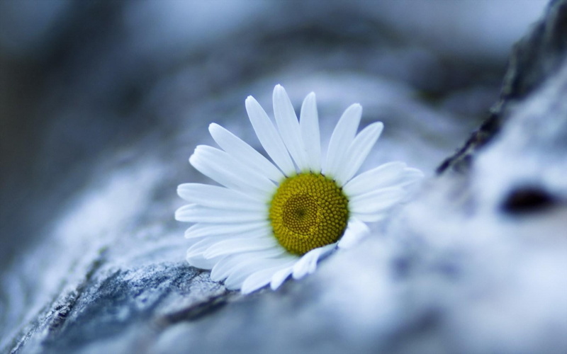 720P, flower, daisy, marguerite