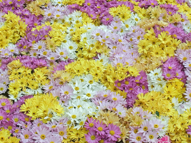 flower Head, springtime, close-up, daisy, petal, decoration, plant, multi Colored, vulnerability, leaf, flower, white, background, blossom, pattern, 720P