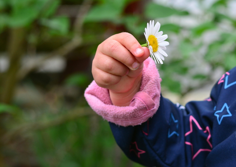 childs hand, close-up, focus on foreground, white, plant, finger, toddler, daisy, flower, freshness, inflorescence, marguerite, human hand, beauty in nature