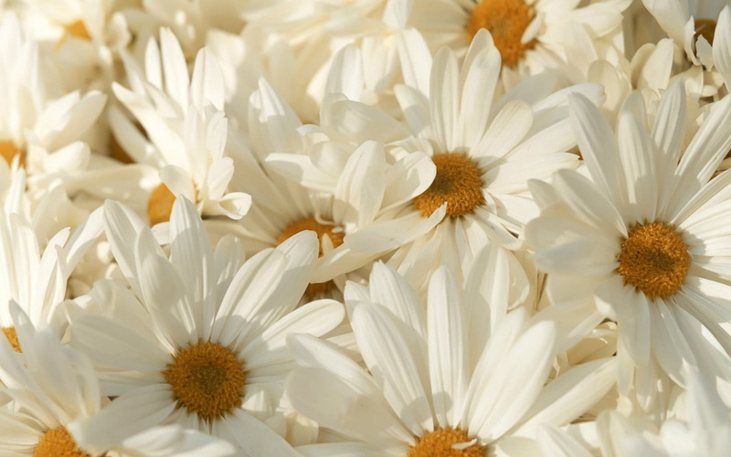 green Color, freshness, nature, flowers, summer, flowering plant, botany, white, no People, season, 720P, chamomile, backgrounds, springtime, marguerite