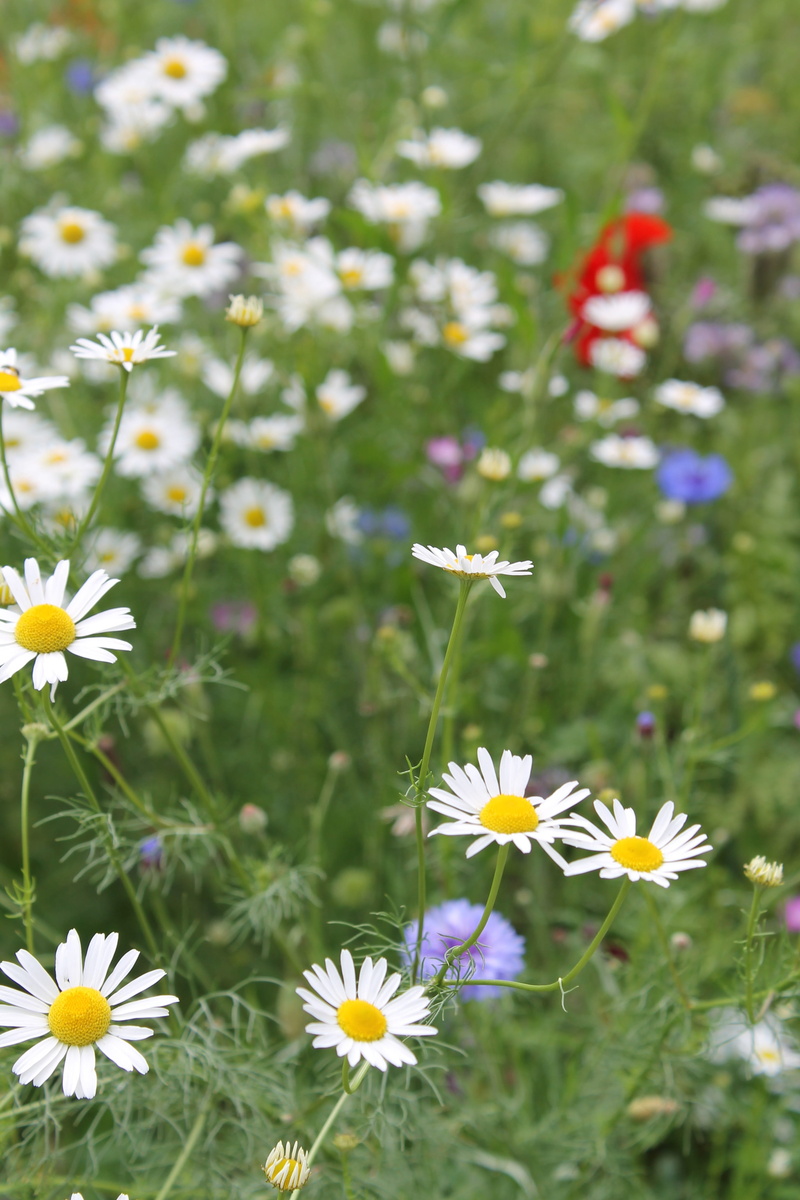 land, nature, freshness, grass, vulnerability, daisy, growth, no people, outdoors, close-up, flowering plant, pollen, petal, summer, purple, day, plant