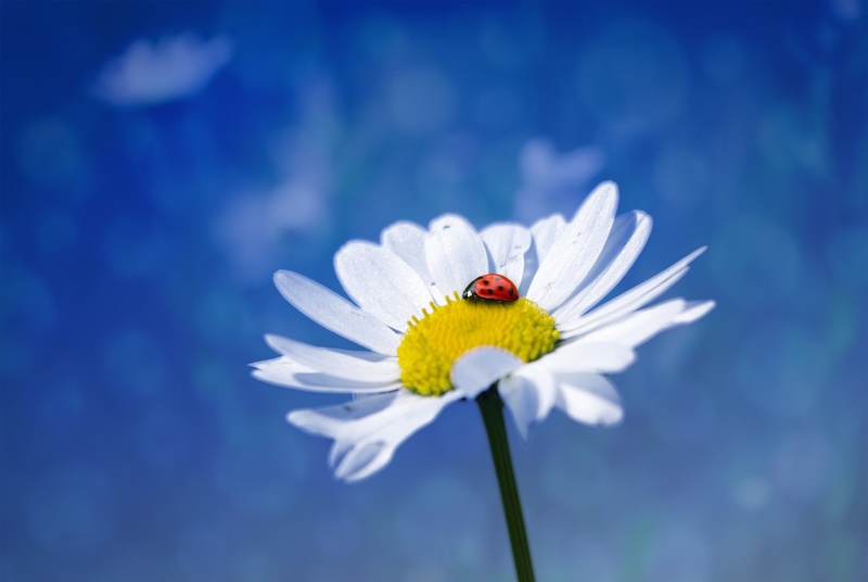 daytime, sky, close-up, pollination, invertebrate, nature, clouds, blue, blue background, animal, pollen, inflorescence, bloom, 5K, vulnerability, white flower