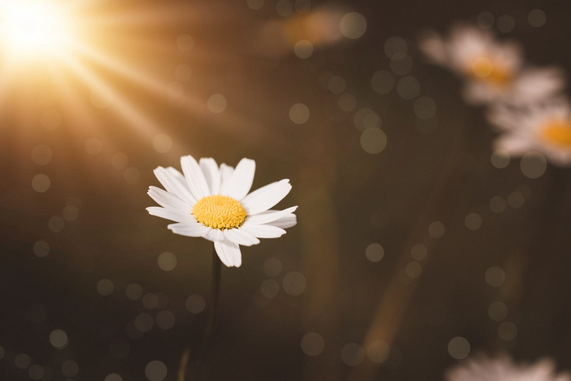 beauty in nature, freshness, nature, springtime, of course, floral photography, wild daisy, flower, softness, flower head, white marguerite, vulnerability