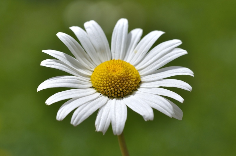 plant, petal, flower head, inflorescence, meadow margerite, close, fragility, softness, beauty in nature, springtime, white, blossom, vulnerability, focus on foreground