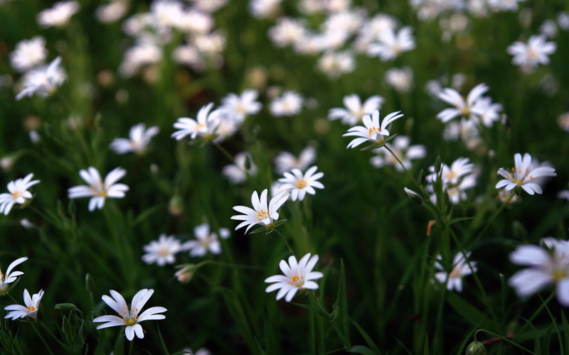 backgrounds, field, no People, summer, season, flowers, marguerite, outdoors, chamomile Plant, springtime, day, green Color, white, macro, small, meadow
