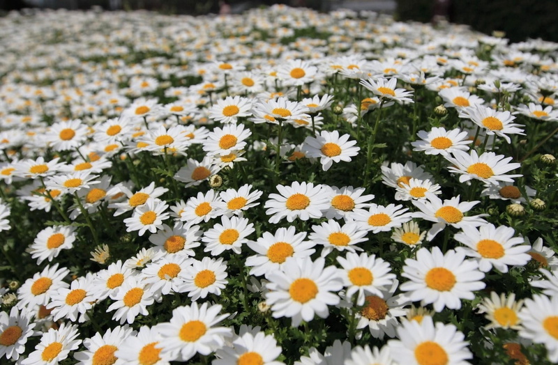 meadow, growth, 720P, summer, springtime, marguerite, flower Head, white, chamomile Plant, daisy Family, abundance, green Color, freshness, daisy, flowers