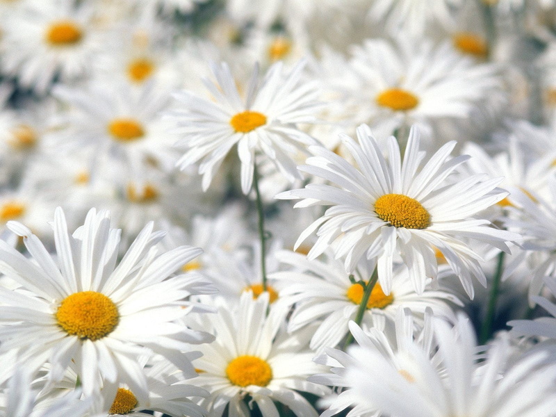 fragility, day, freshness, chamomile Plant, lot, pollen, flowering plant, white color, macro, inflorescence, beauty, close-up, petal, green Color, 720P