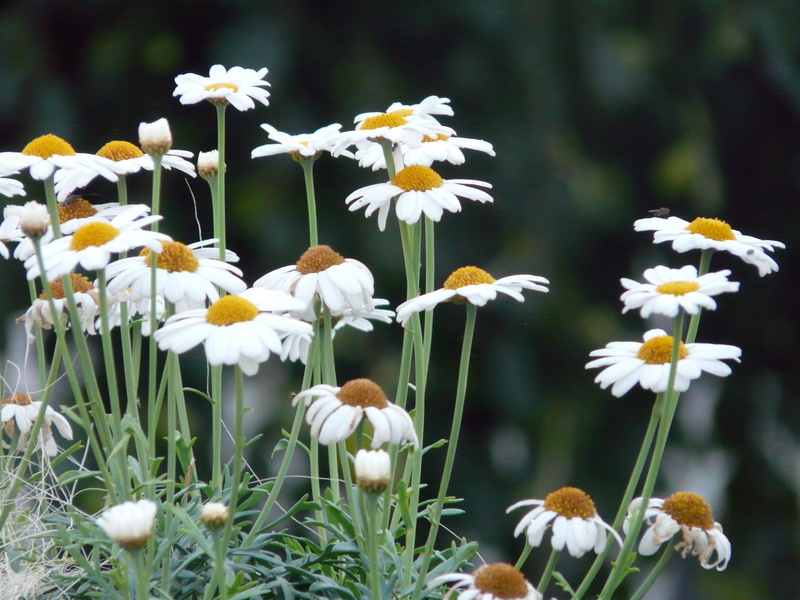 white color, petal, flora, vulnerability, fragility, chrysanthemum frutescens, plant, land, growth, beautiful, beauty in nature, marguerite, plant stem