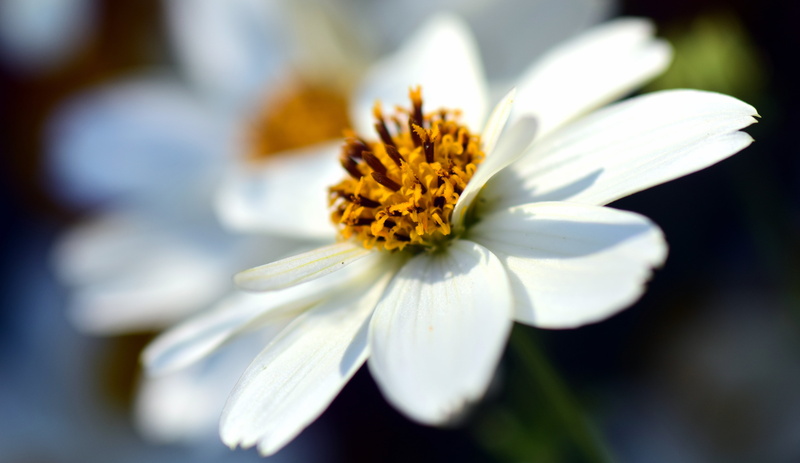 flowers, inflorescence, flower Head, 5K, yellow, day, growth, close-up, beauty, sunlight, single Flower, green Color, freshness, chamomile, vulnerability