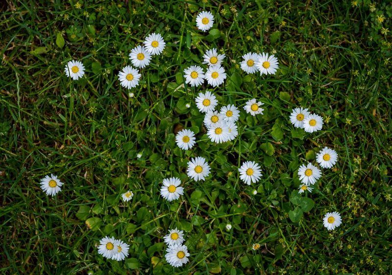 garden, grass, growth, yellow, white, beautiful flower, summer, flowers, close up, daisy, geese flower, rush, spring, petal, plant, nature, flower, flowering plant