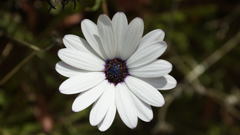 focus on foreground, osteospermum ecklonis, flower, petal, white color, vulnerability, outdoors, daisy, growth, plant, white, bloom, flower head, pollen