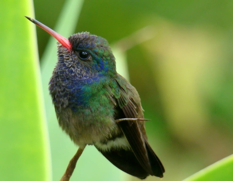 photography, beak, daytime, Practice, DE 6, blue, focus, blue bird, COM, multi Colored, BRAZIL, feather, de, wildlife, bird, nature, UM, iridescent, BRASIL