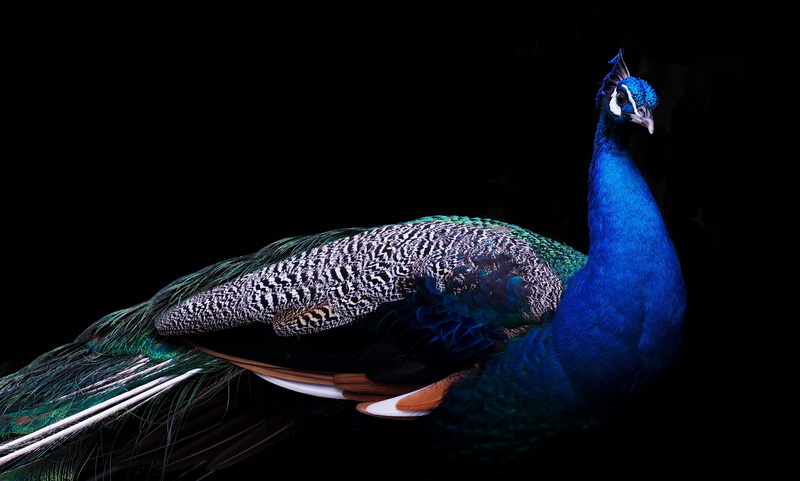 4K, 4K, white, Peafowl, black, Peacock, background, blue