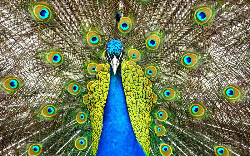 Peafowl, k, 4K