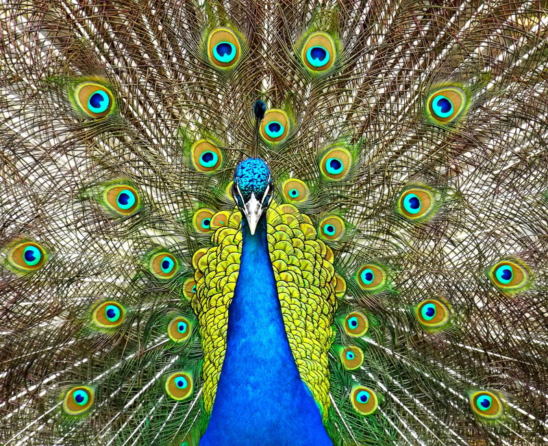 Peafowl, 4K, 4K, closeup, Blue peafowl, Peacock, photo