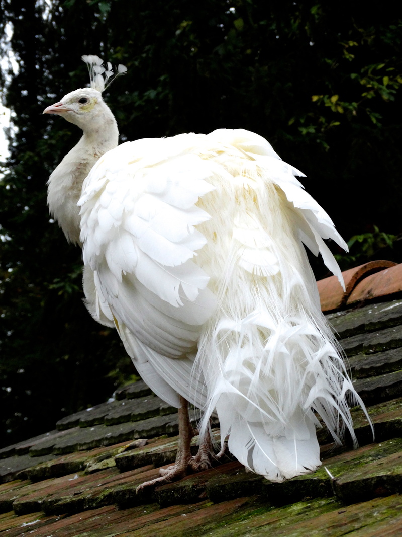 feather, white, animal, white color, beak, close-up, tree, animals in the wild, no people, day, one animal, animal themes, animal wildlife, full length