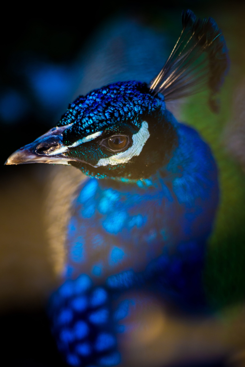 face, eye, feather, beak, macro, peacock, swimming, animal themes, nature, bird, animal head, cage, detail, water, 5K, peafowl, focus on foreground, animal