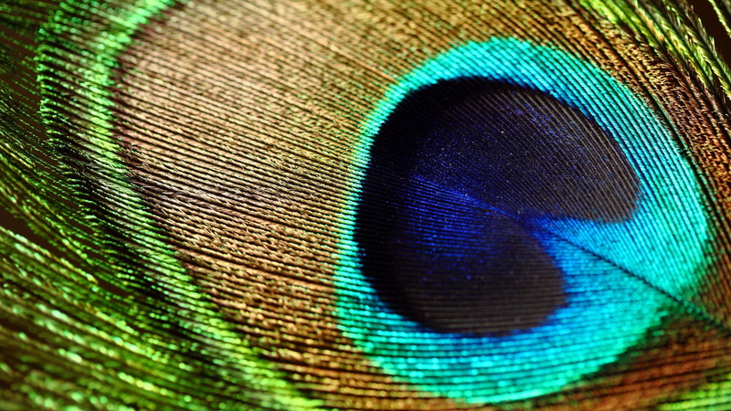 no people, blue, softness, peafowl, turquoise colored, animal, animal markings, feather, peacok, vertebrate, peacock, beauty in nature, pattern, bird, natural pattern