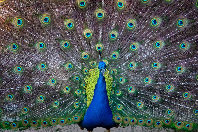blue, feather, neck, pattern, color, animal, bright, one animal, vertebrate, turquoise, peacock feather, bird, colour, outdoors, animal photography