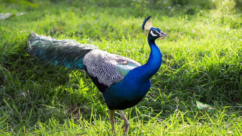 animal life, plant, no people, national, nature, indian, one animal, national bird, trees, green color, green, wildlife, animal wildlife, feathers, grass