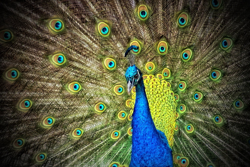  male animal, day, animal neck, animal body part, animal head, iridescent, beauty in nature, multi colored, animal themes, no people, feather