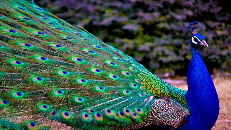 pattern, feather, fanned out, Blue, nature, outdoors, peacock feather, Peacock, Colorful, focus on foreground, natural pattern, Animal, multi colored, no people