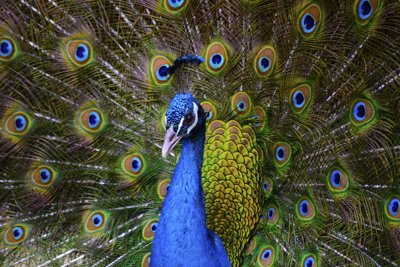 no people, multi colored, beauty in nature, peafowl, male animal, animal, vertebrate, bird, feather, domestic, 4K, animal head, nature, close-up, animals in the wild