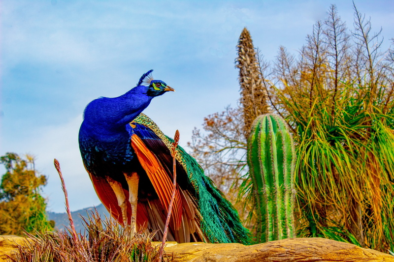 focus on foreground, day, grass, colorful, animals in the wild, no people, sky, beauty in nature, one animal, perching, vibrant, 5K, growth, peafowl, animal