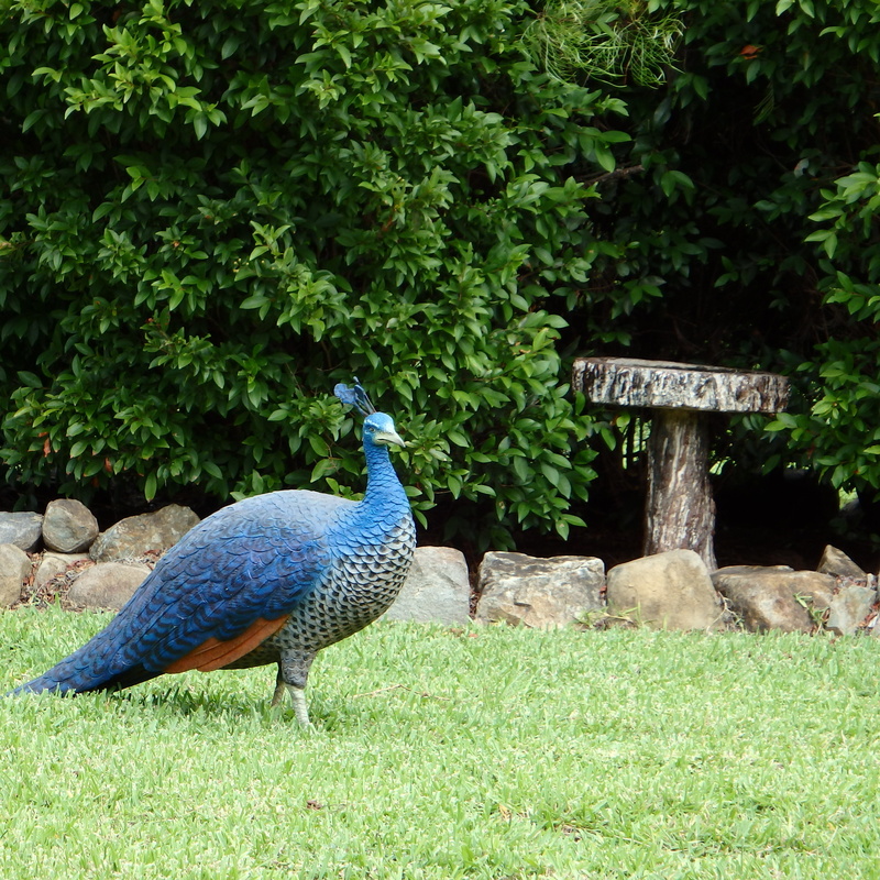 peacock, color, plant, peafowl, elegance, grass, green, 2K, hen, fowl, attractive, animal wildlife, nature, colorful, bird, blue, no people, animal themes