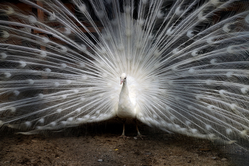 zoo, male, plumage, pride, open, no people, feather, green, peacock feather, tail, nature, fanned out, one animal, color, bird, day, wildlife, bright, peacock