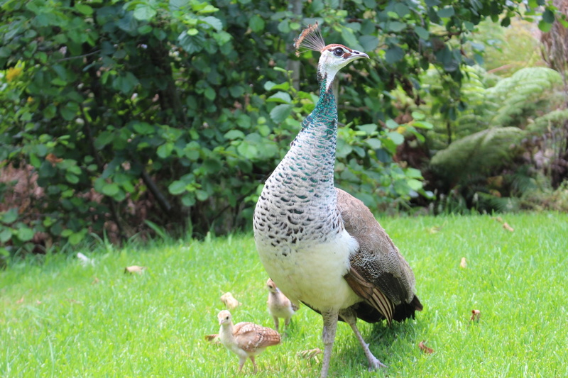 peahen, animals in the wild, animal themes, growth, animal, female, one animal, focus on foreground, outdoors, field, young, exotic, plant, animal wildlife