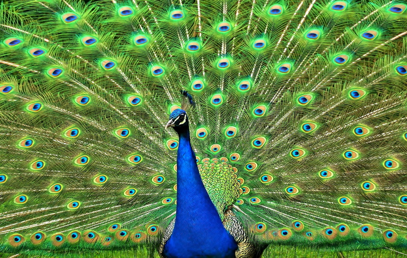vibrant Color, animal, bird, male Animal, day, wildlife, green, close-up, feather, pattern, tail, beauty In Nature, pride, backgrounds, beak, elegance