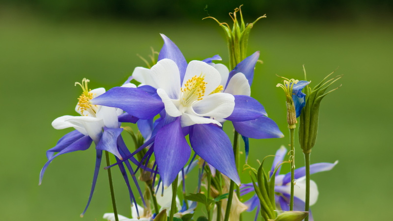 iris - plant, focus on foreground, petal, 4K, fragility, day, flowers, outdoors, growth, flowering plant, inflorescence, plant, pollen, plants, blue flowers