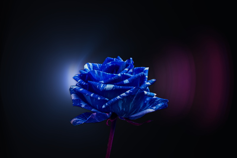 pretty, flower head, studio shot, purple, no people, close-up, plant stem, freshness, iris - plant, flowering plant, 5K, rosa, blue, fragility, romance