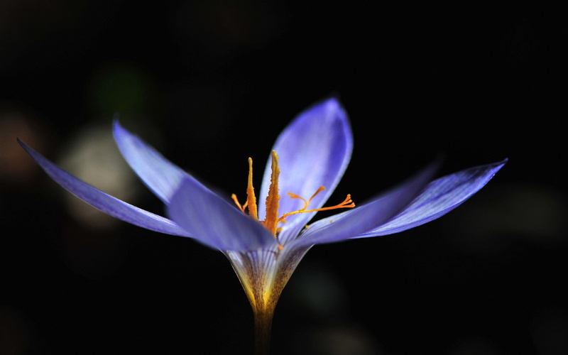 freshness, plant, fragility, flower, petal, iris, close-up, nature, no people, purple flowers, inflorescence, vulnerability, outdoors, purple, flowering plant