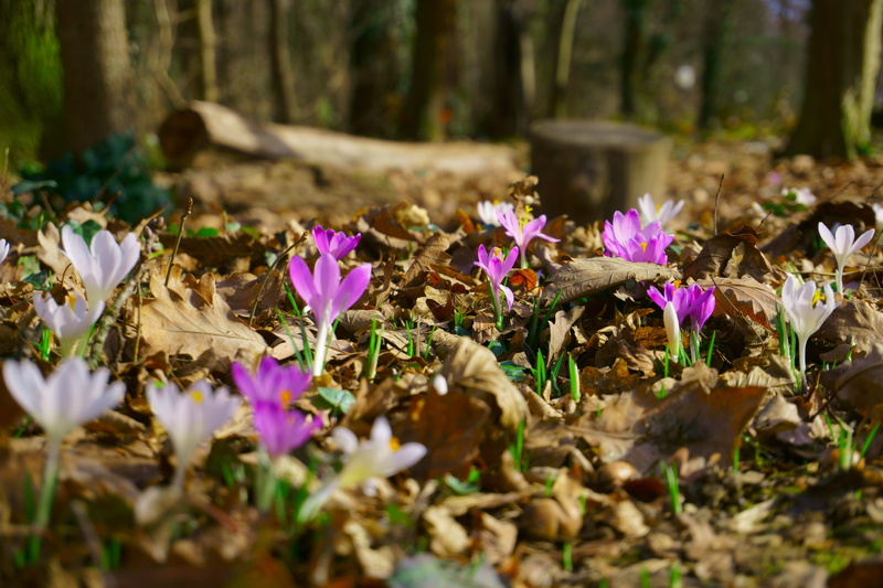 land, vulnerability, freshness, purple, growth, fragility, spring, forest, flowers, iris, outdoors, petal, no people, close-up, nature, plant, day, selective focus