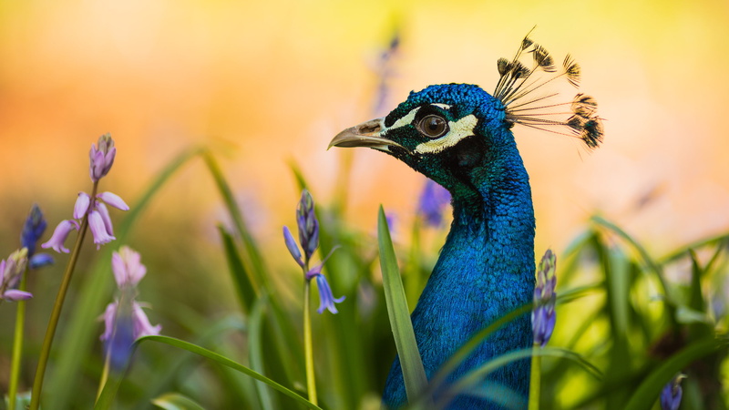 grass, hd, animals, flowers, 2K, peacock, bird