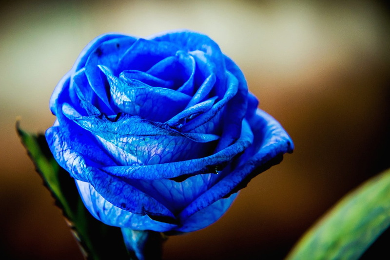 rose, freshness, selective focus, focus on foreground, blue, flowering plant, beauty in nature, blue flowers, growth, no people, vulnerability, blurred