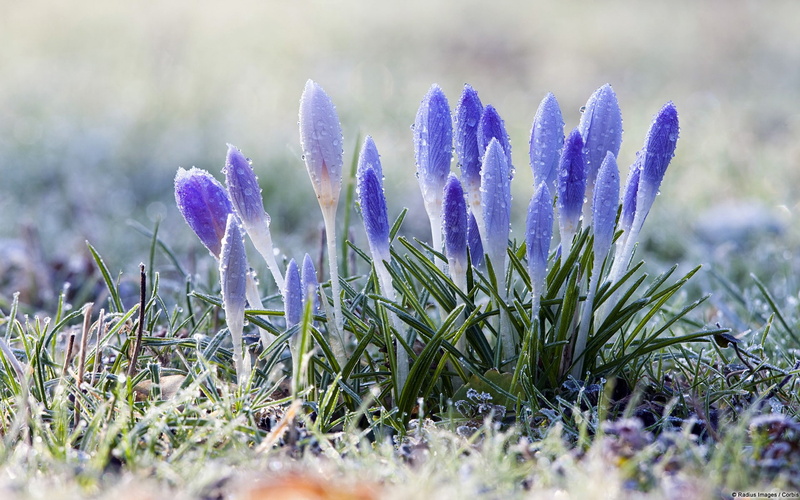 growth, springtime, flower, snow, grass, freshness, dew, flowers, nature, flower head, iris, field, crocus, vulnerability, land, selective focus, day, plants