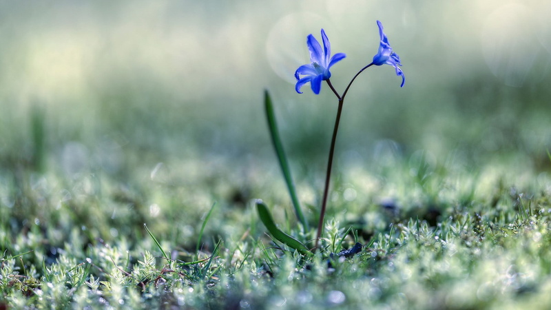 purple, petal, grass, field, land, plants, two, flowering plant, outdoors, blue, flower head, inflorescence, iris, nature, selective focus, vulnerability