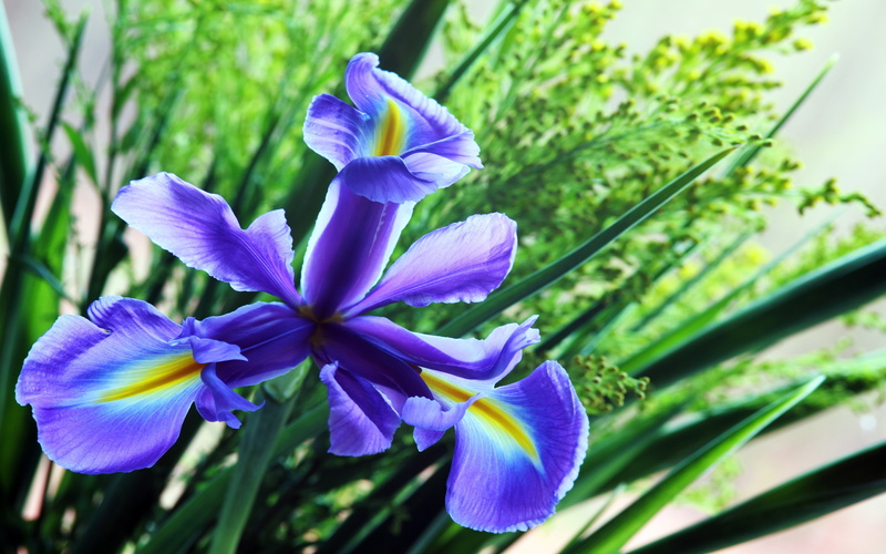 plant stem, fragility, botany, flowering plant, blue, nature, plant, no people, flower, beauty in nature, petal, growth, k, focus on foreground