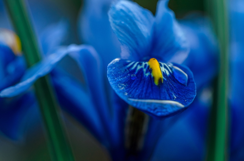 fragility, inflorescence, purple, vulnerability, macro, growth, blue, selective, botany, selective focus, 4K, water, flowering plant, flower head, nature